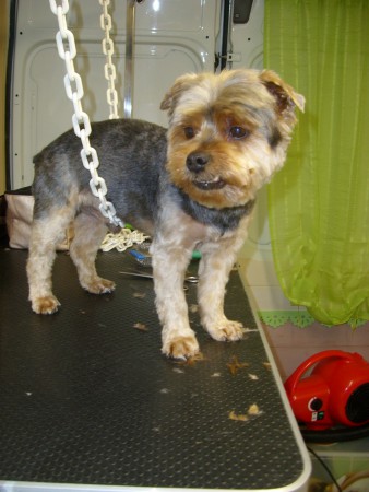 chico! yorkshire,tonte complète